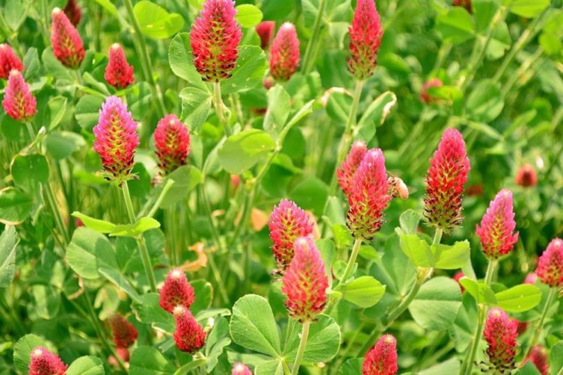 Bíborhere - Trifolium incarnatum, Trifolium incarnatum, etnobotanika